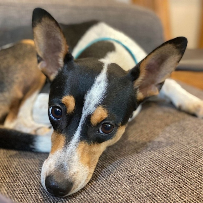 Photo of Pepsi (Was Audrey)