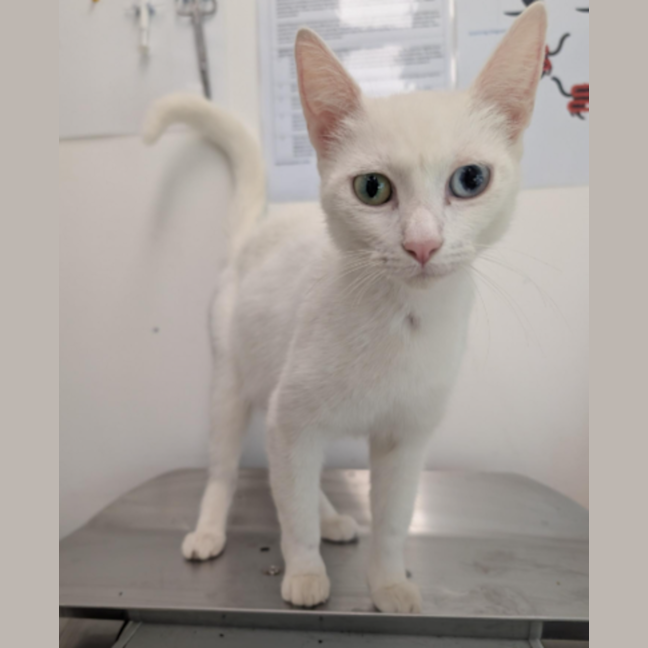 Photo of Betty White