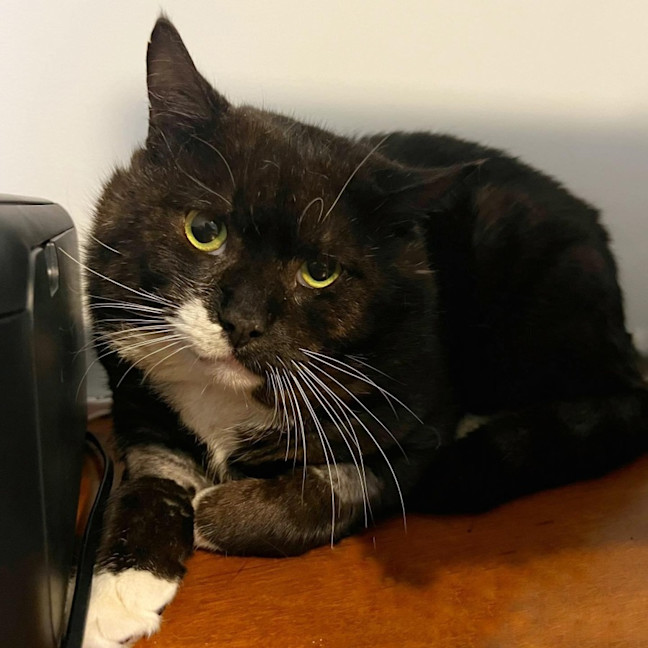 Photo of 11026   Oryx