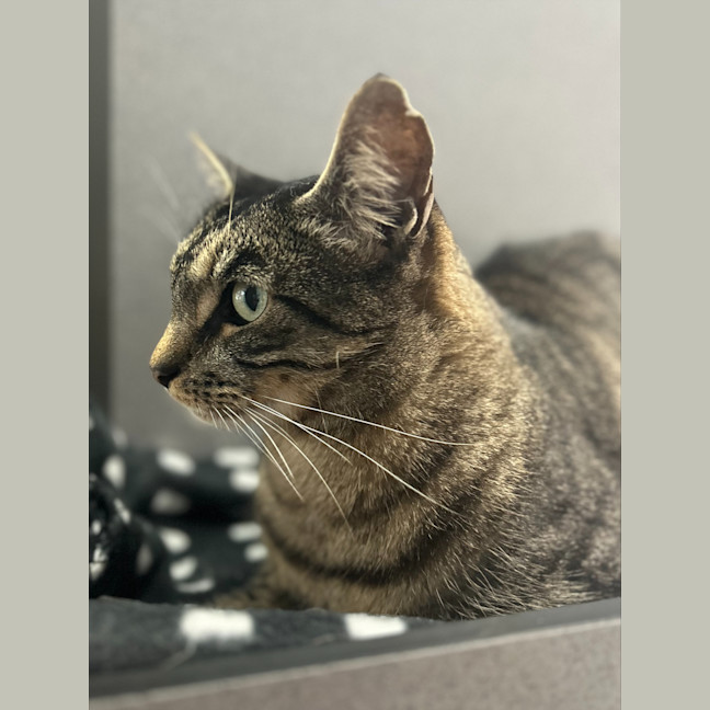 Photo of Tigger