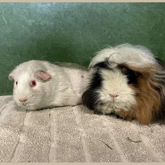 Photo of Pip (Bonded To Brie)