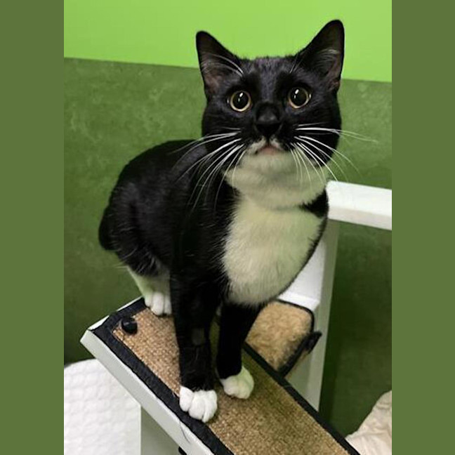 Photo of Booboo (Bonded With Bella)
