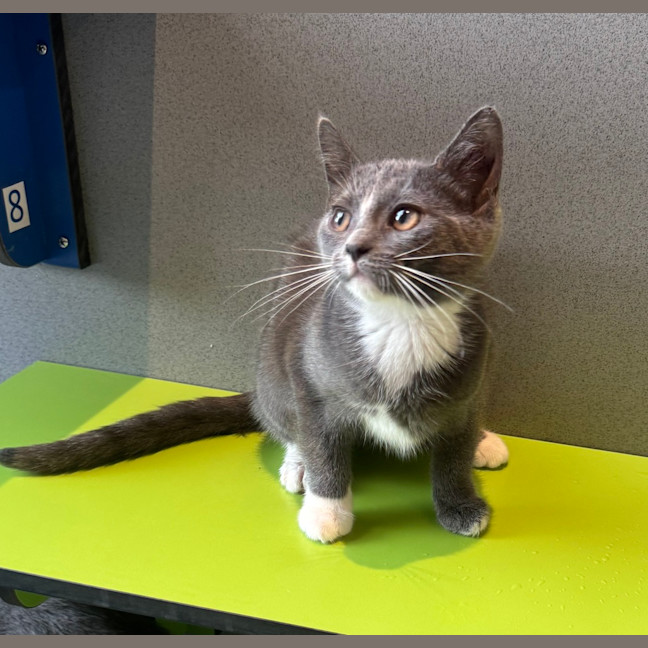 Photo of Pomegranate