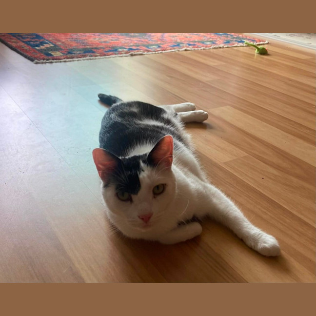 Photo of Little Guy   In Foster In Care In Brunswick East