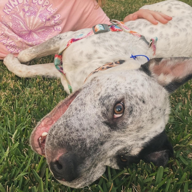 Photo of Joey   9 Month Old Cattle Dog X