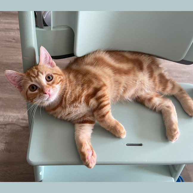 Photo of Gabriel Xenos