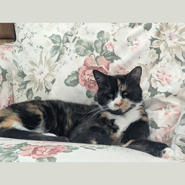 Photo of Tully