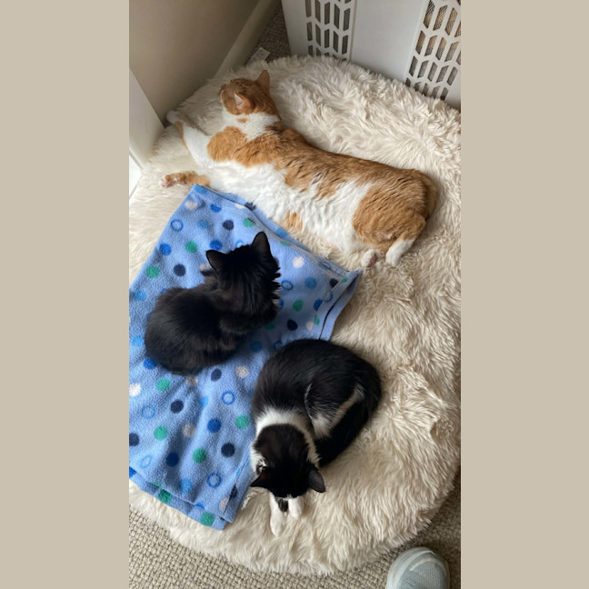 Photo of Sunshine (Located In Croydon South)