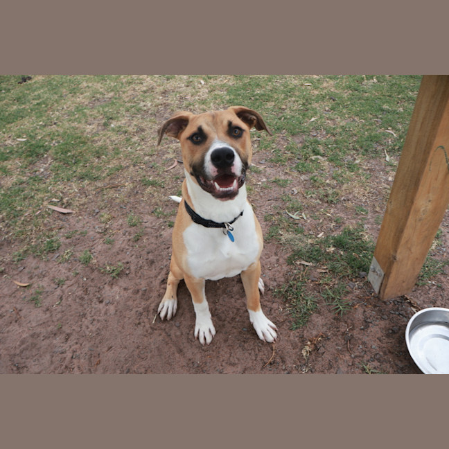 Photo of Dudley