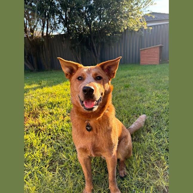 Photo of Remi