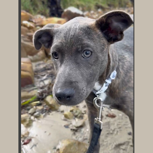 Photo of Marvin   6 Month Old Cattle Dog X Staffy
