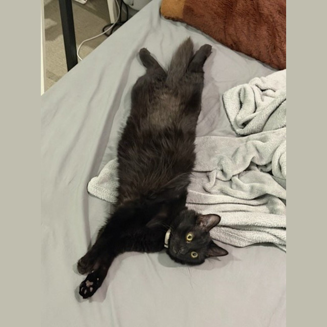 Photo of Spencer *9 Lives Project Rescue*