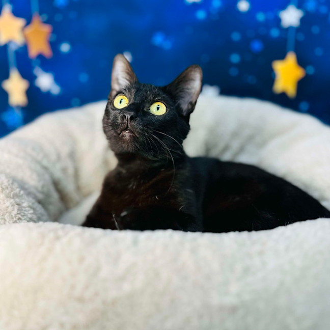 Photo of Mystica   Located In Preston 