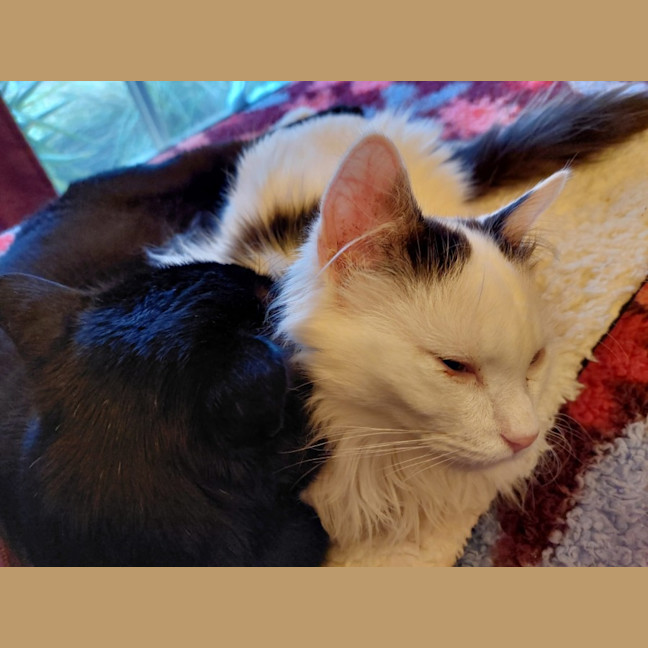 Photo of Silas