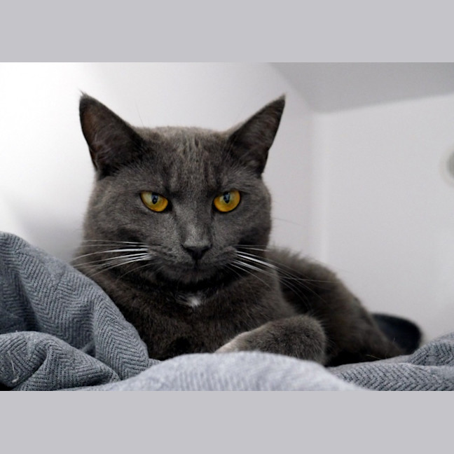 Photo of Scout Sua013583