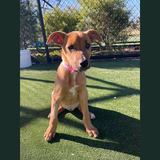 Photo of Chips Imp 1762