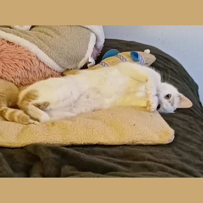 Photo of Peaches