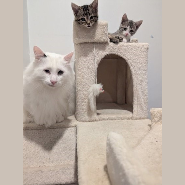 Photo of Quasimodo Sta012480