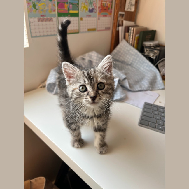 Photo of Sage