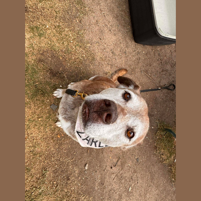 Photo of Zarleigh (66002)