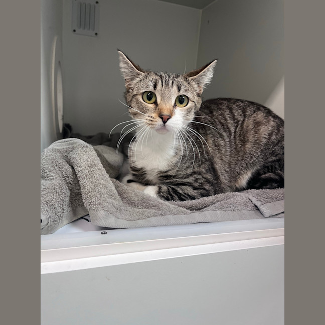 Photo of Pearl