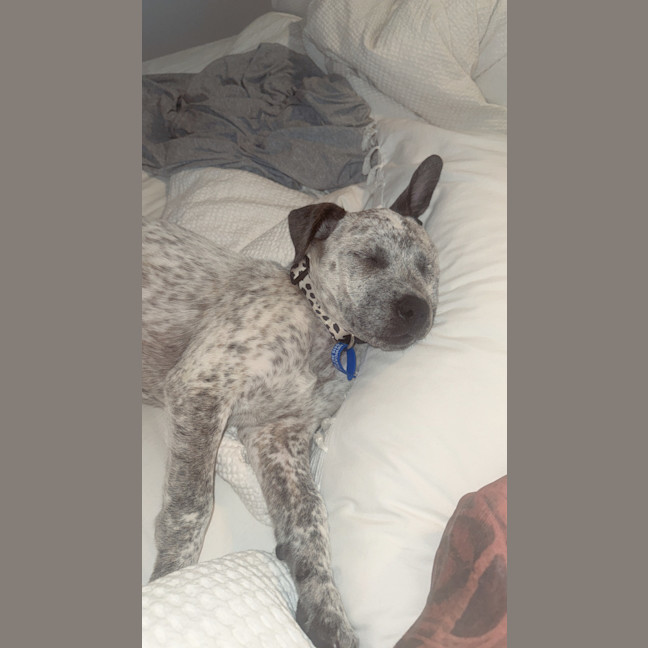 Photo of Sophia   3 Month Old Cattle Dog X