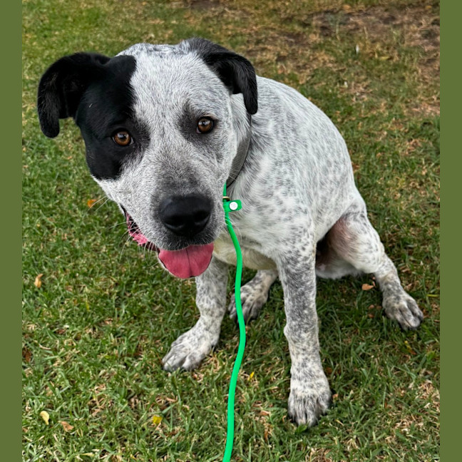 Photo of Baloo (65191)