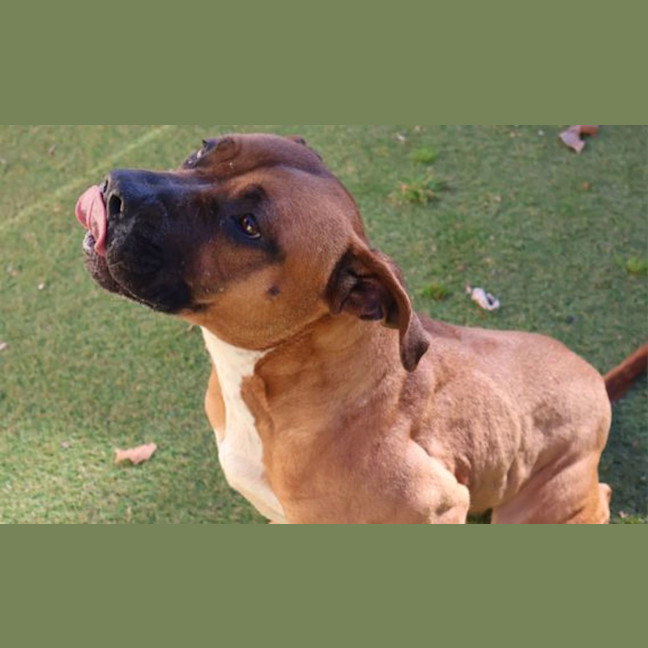 Photo of Cocoa
