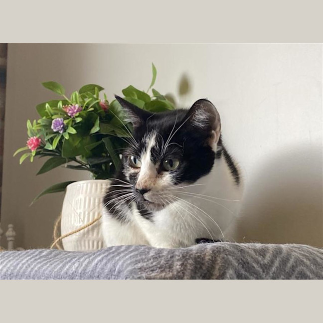 Photo of Magpie