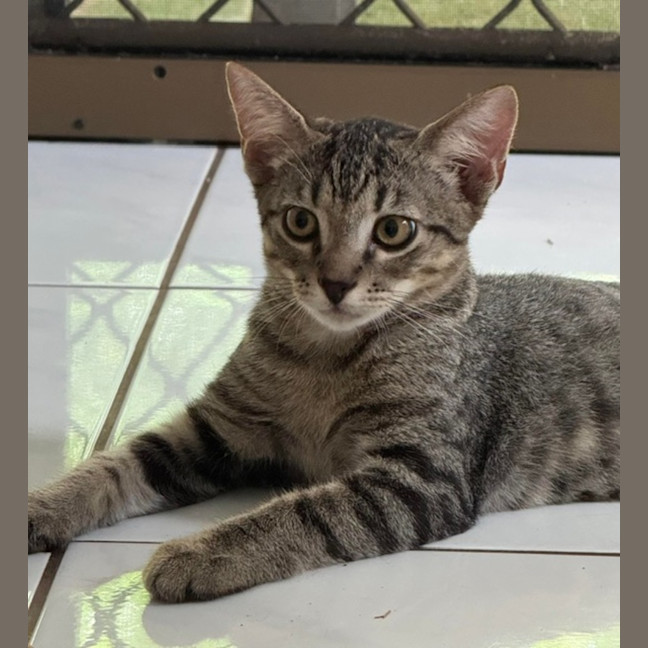 Photo of Scout