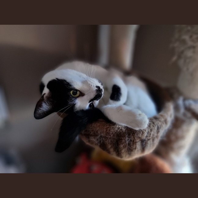 Photo of Panda   The Ultimate Mummies Boy