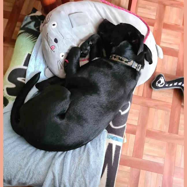 Photo of Max