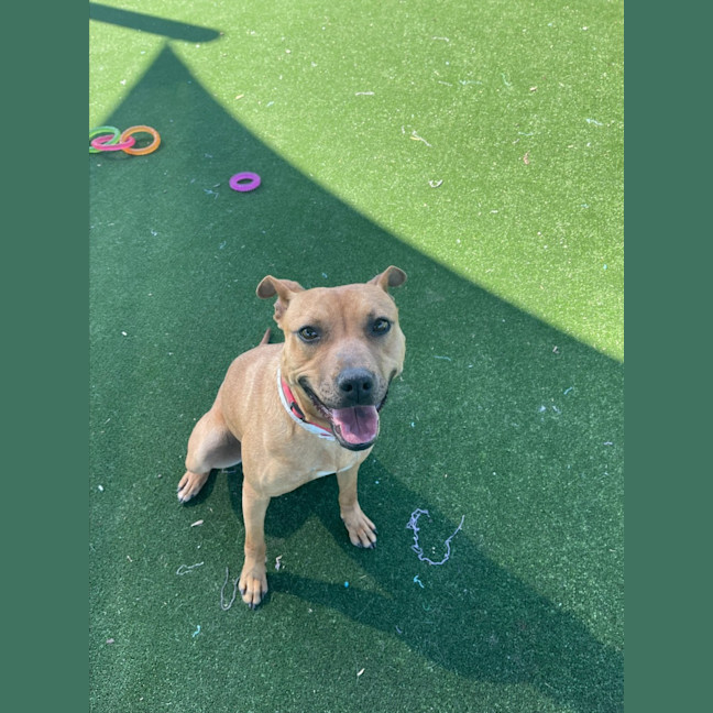 Photo of Almond Imp 1100