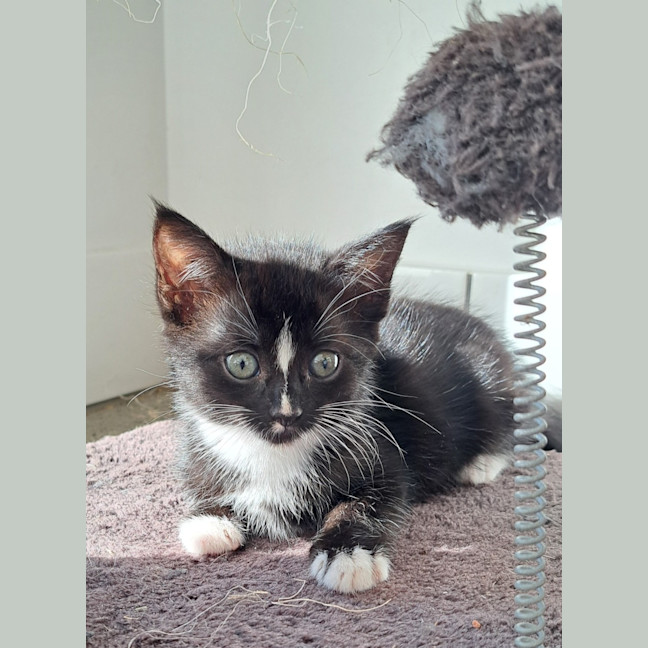 Photo of C1400 Audrey