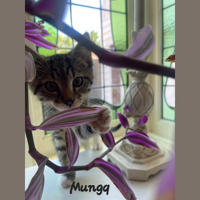 Photo of Munga