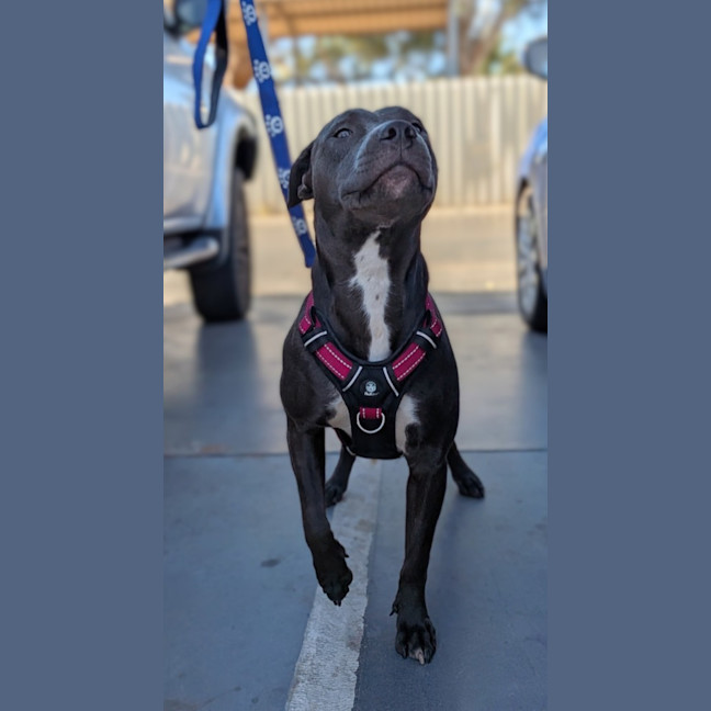 Photo of Bumble