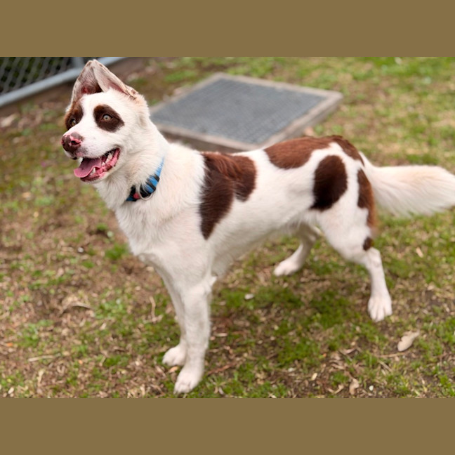 Photo of Opie