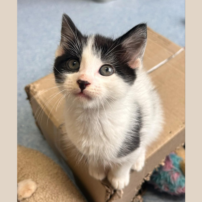 Photo of Zorks   In Foster Care In Ashburton