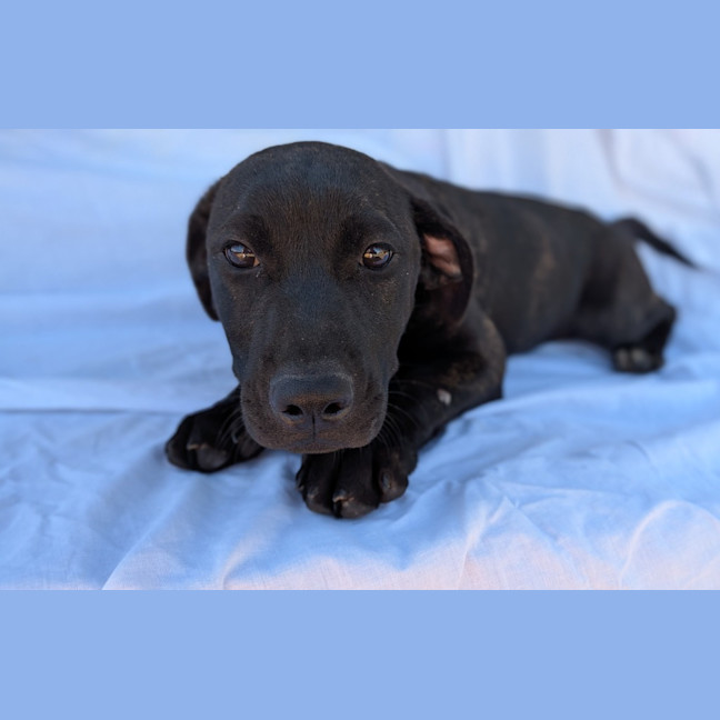 Photo of Dolly