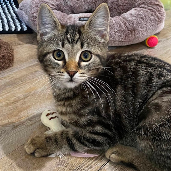 Photo of Fudge