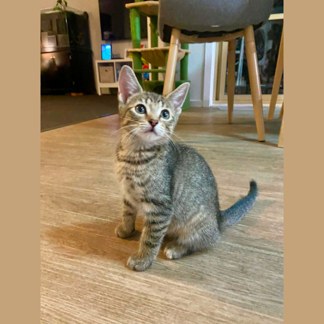 Photo of Pippa Meet Me@Keysborough Petstock 