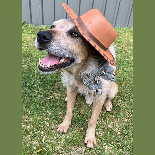 Photo of Woody