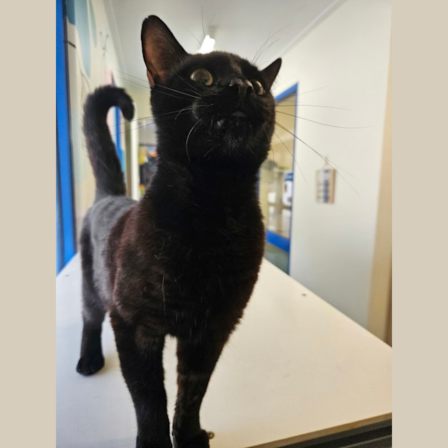 Photo of Gus Binx