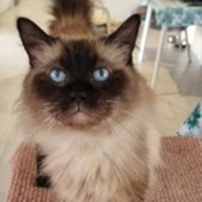 Photo of Opal