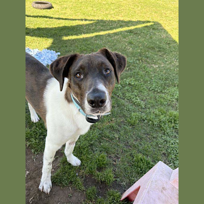 Photo of Atlas