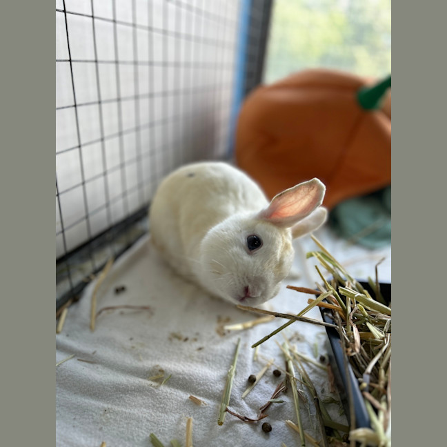 Photo of Cotton