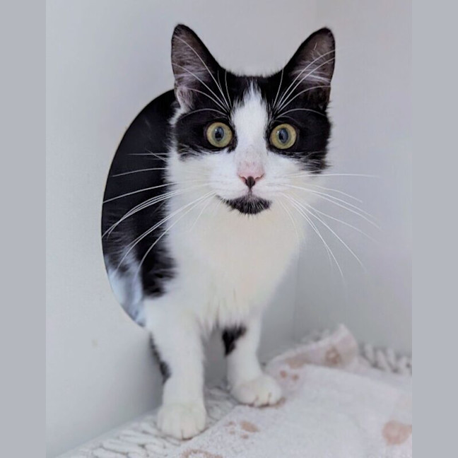 Photo of Sesame