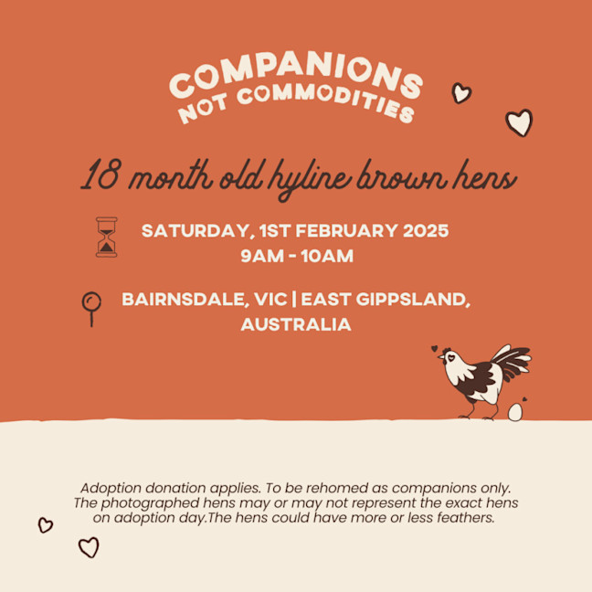 Photo of Rescue Hens  Bairnsdale