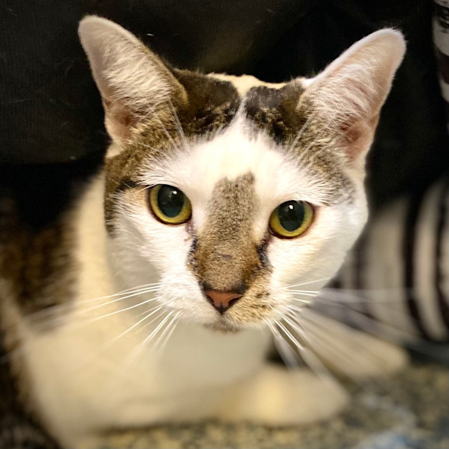 Photo of Sir Mittens