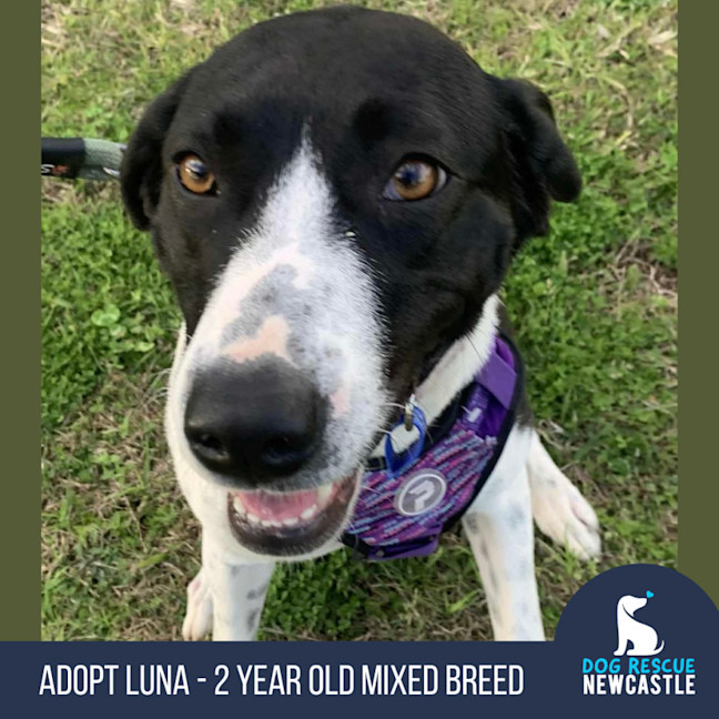 Photo of Luna   2 Year Old Mixed Breed
